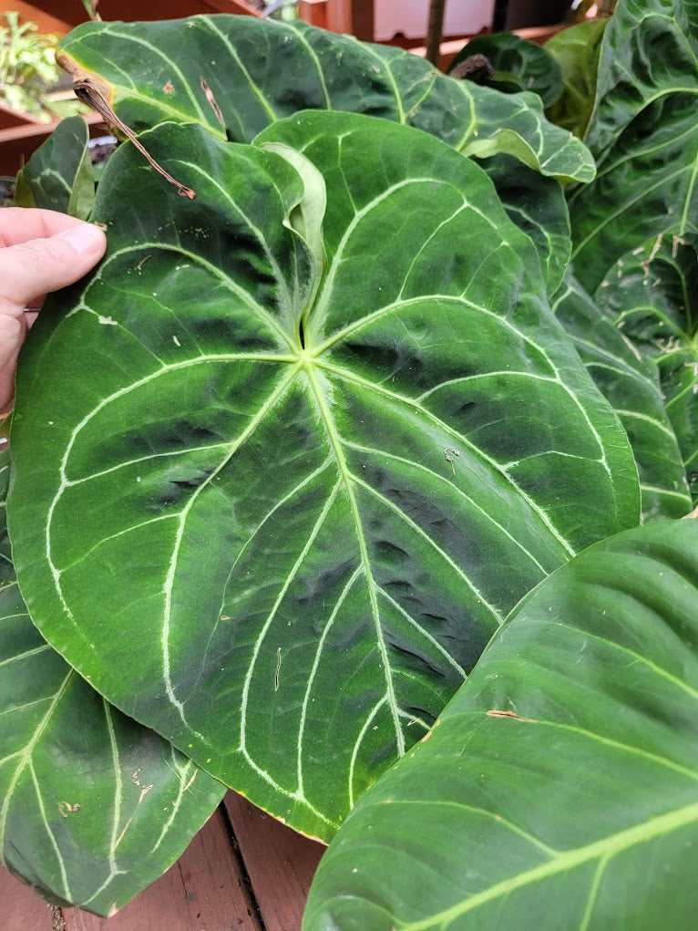 SKG Indo dressleri (no ID) x luxurians