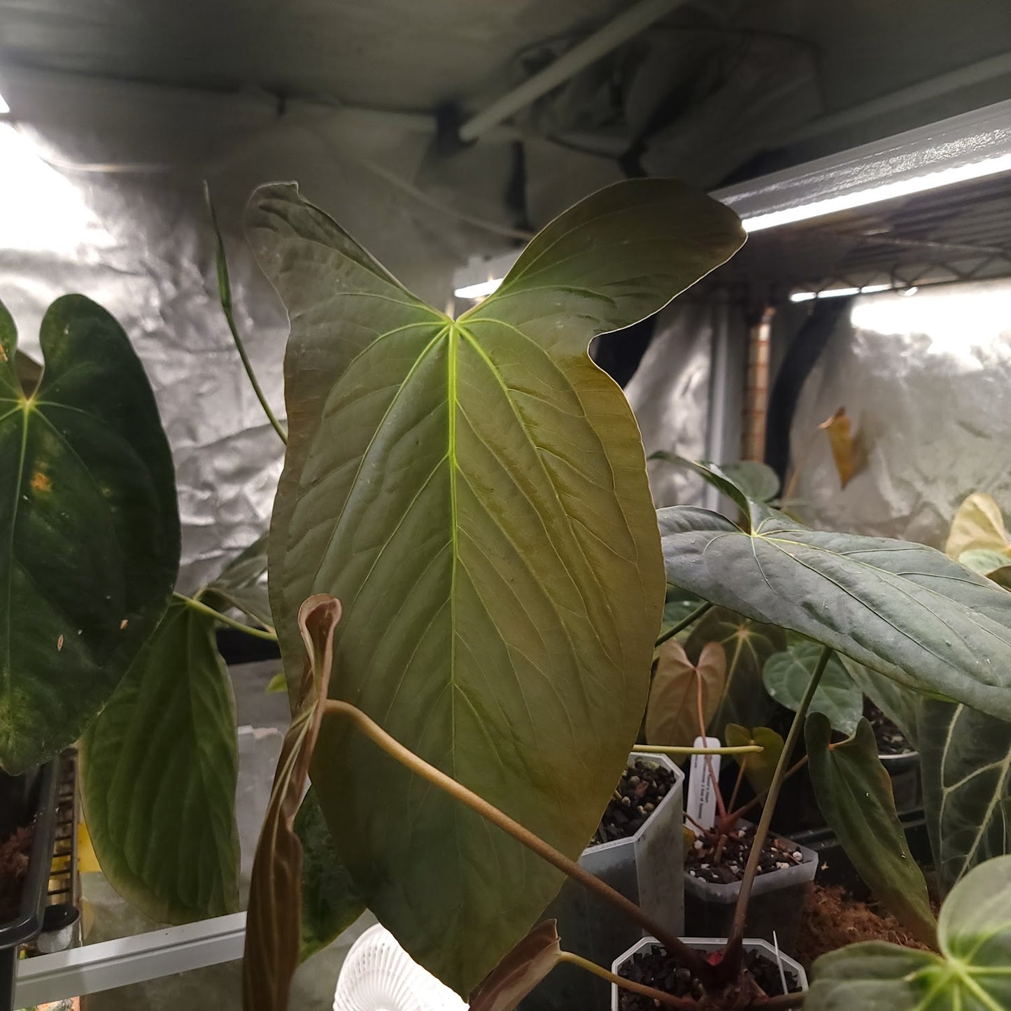 (pap x sp trilobe) x nigrolaminum 'gigi'