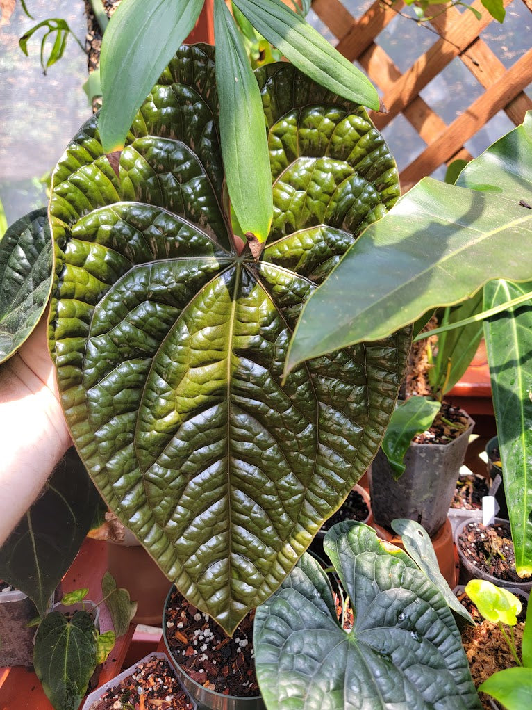 SKG Indo dressleri (no ID) x luxurians