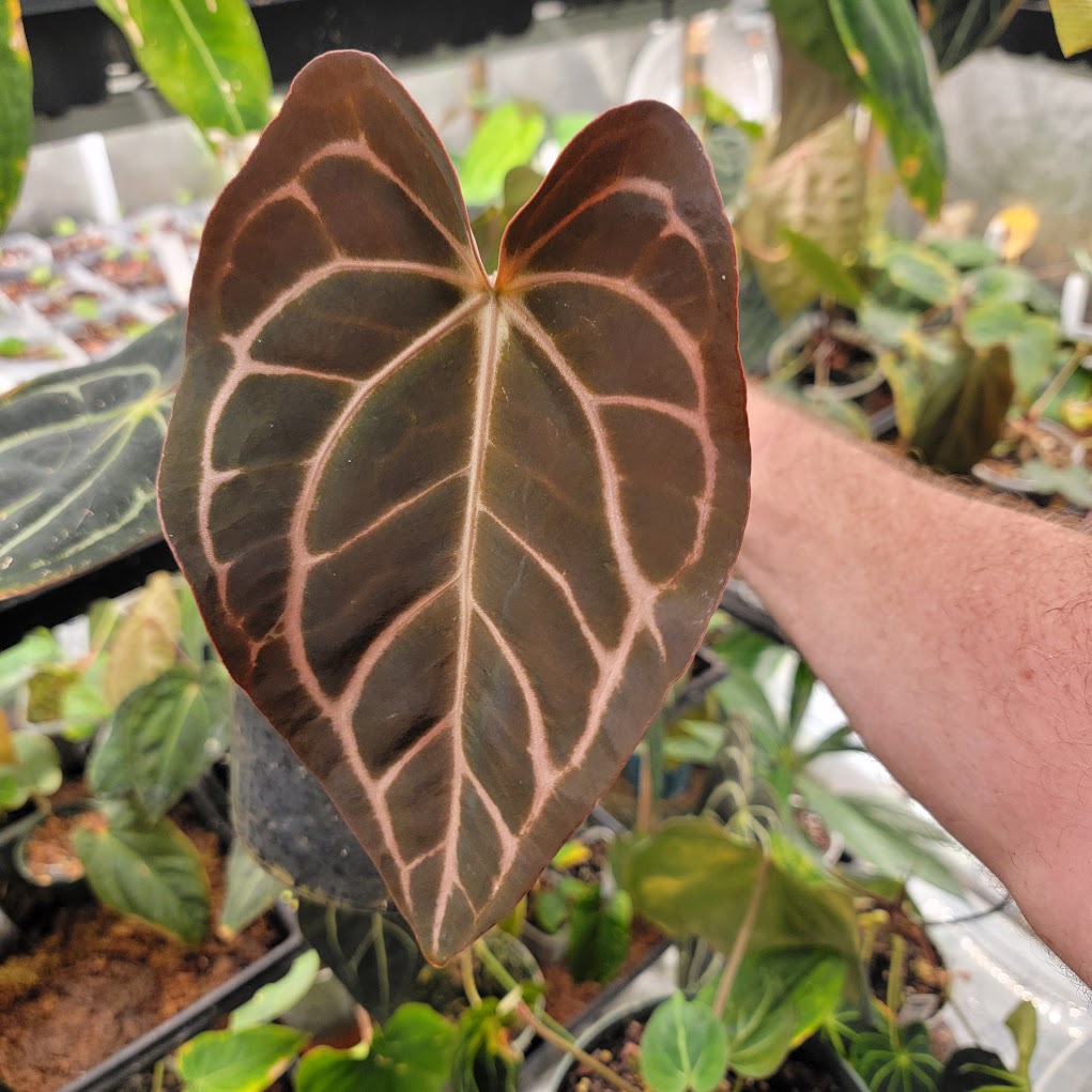 (SKG dressleri x Ree papillilaminum) x carlablackiae OG 1x5