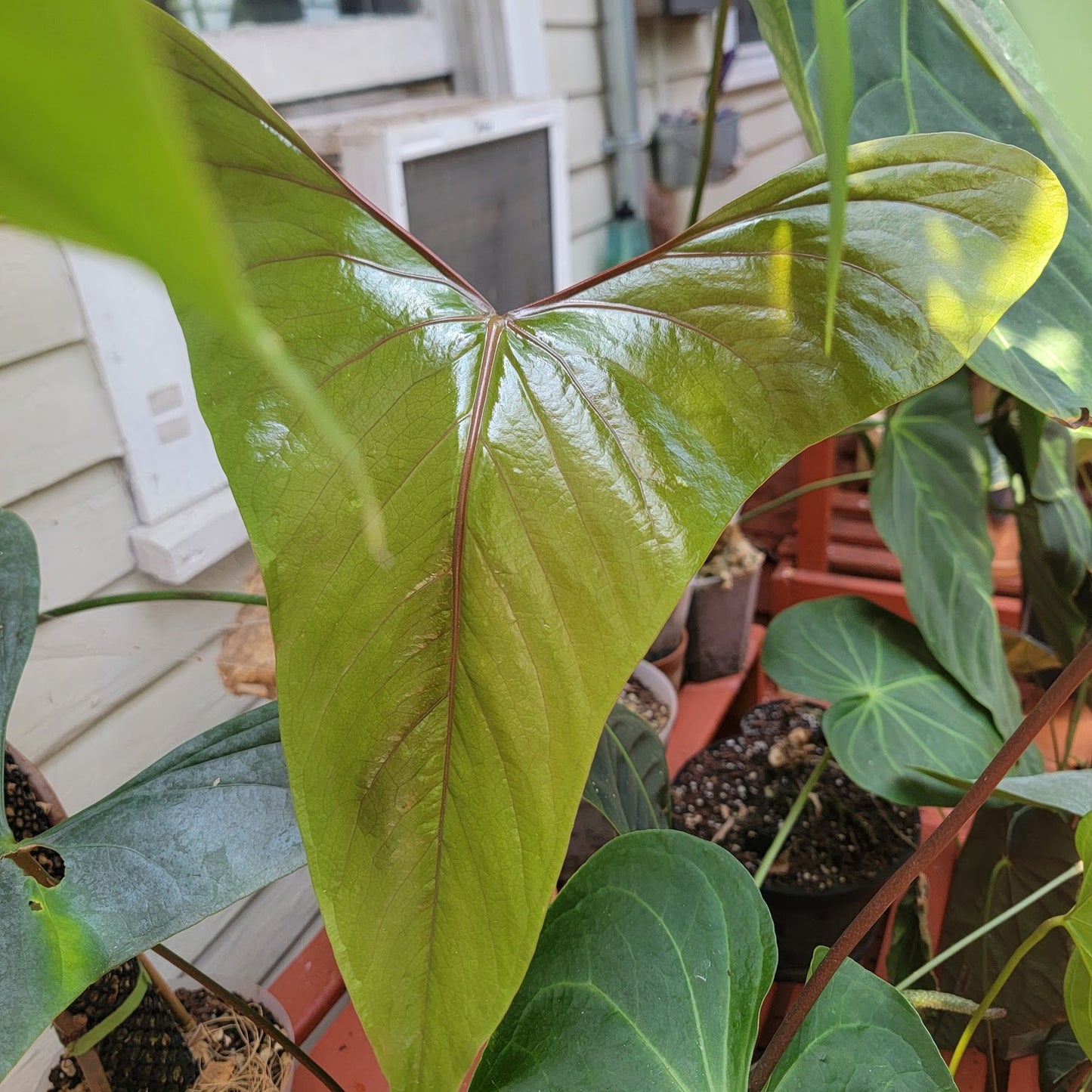 (pap x sp trilobe) x nigrolaminum 'gigi'