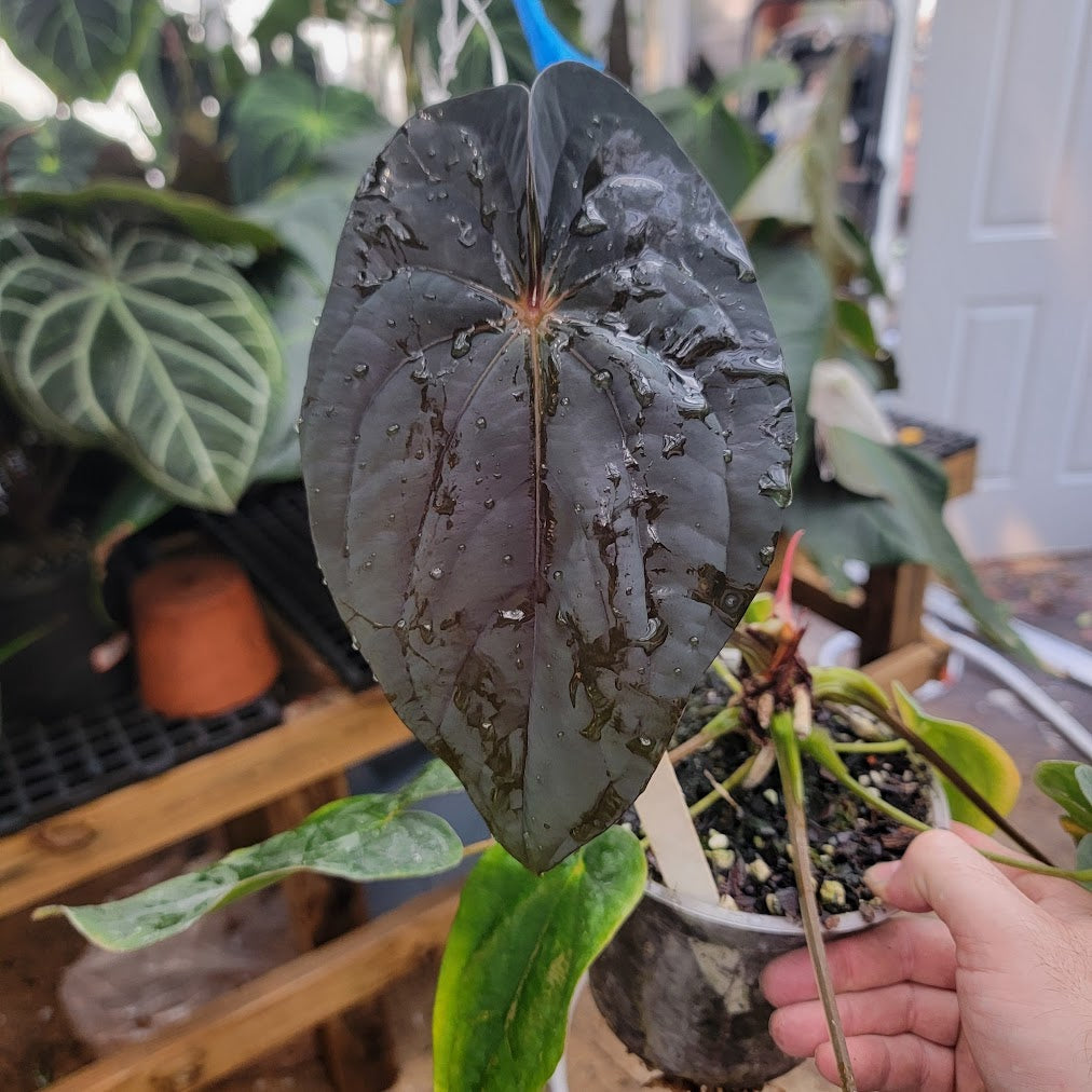 (pap 'Gatorskin' x narrow besseae aff) x (dressleri x antolakii)