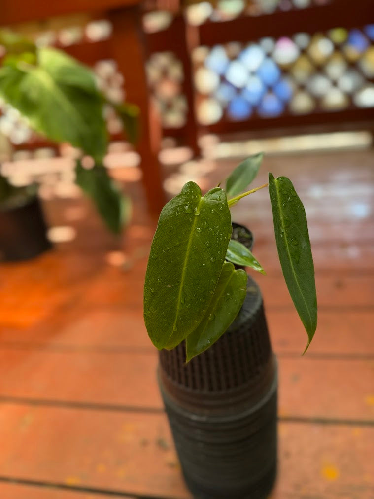 Philodendron spiritus sancti