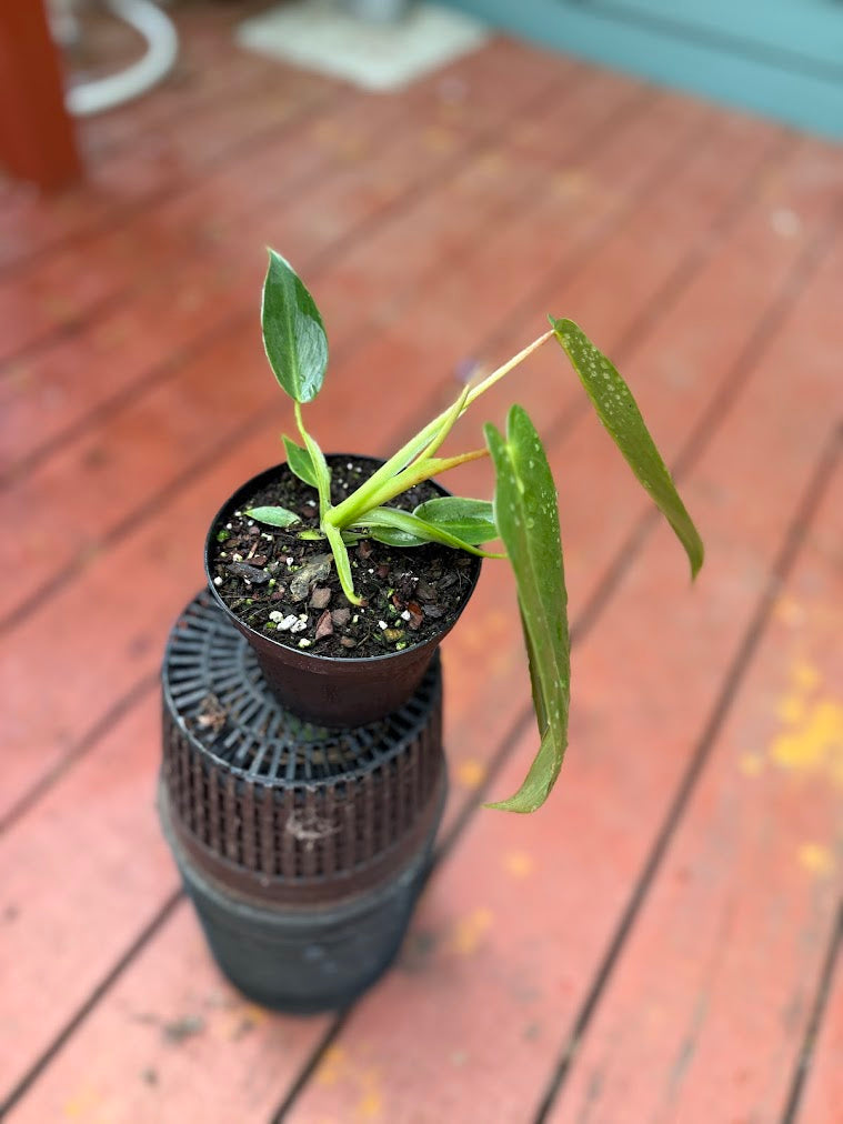 Philodendron spiritus sancti