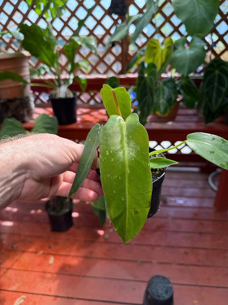 Philodendron spiritus sancti