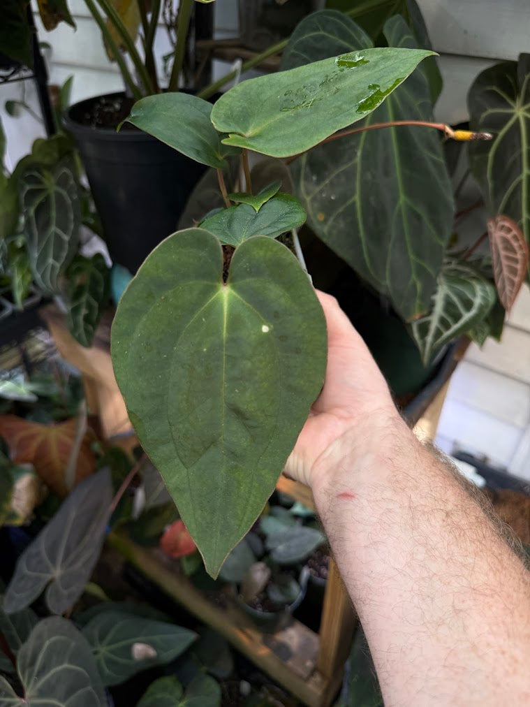 (pap 'Gatorskin' x narrow besseae aff) x (dressleri x antolakii)