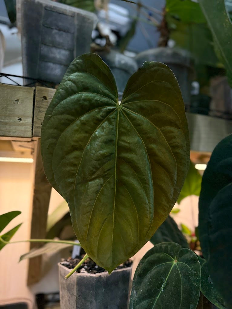 (SKG dressleri x Ree papillilaminum) x carlablackiae OG 1x5