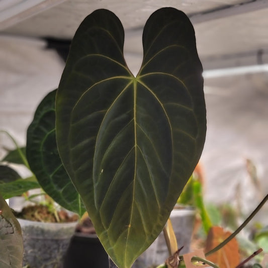 (pap 'Gatorskin' x narrow besseae aff) x (dressleri x antolakii)