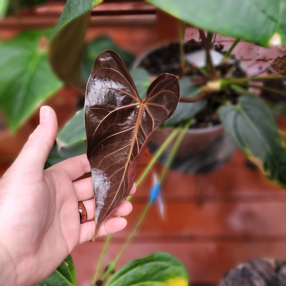 Anthurium 