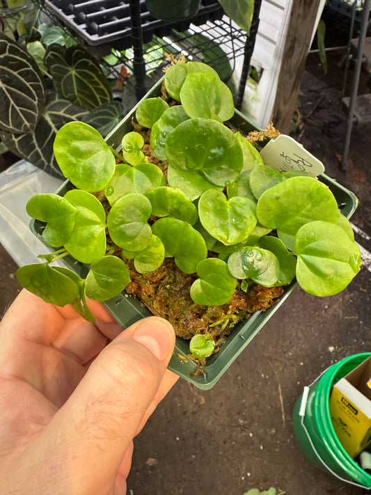 (Pap x sp trilobe) x (Carla x spider Bess), growers choice seedling and  ground