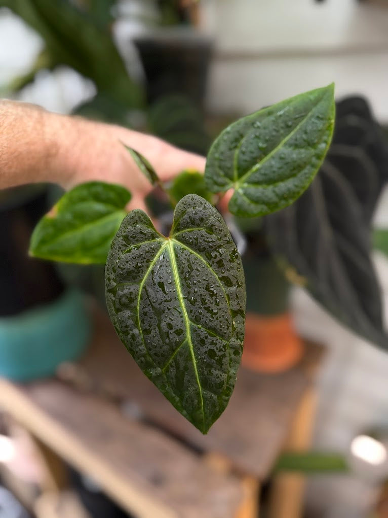 Anthurium "Justin" [(crystallinum x magnificum) x subsignatum] x besseae aff