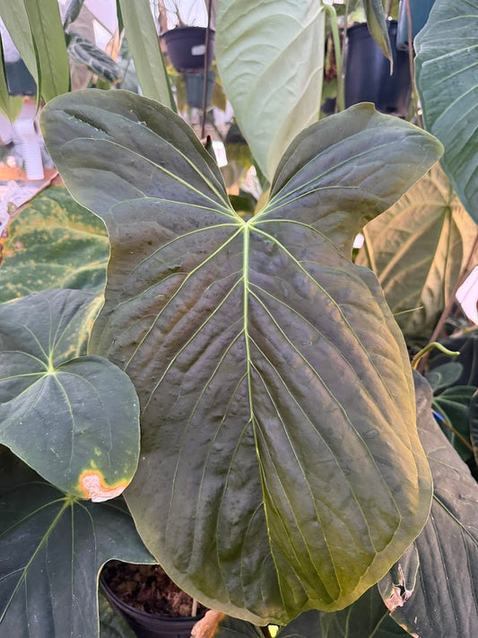 (papillilaminum x sp trilobe) x [Ace of Purple x (carlablackiae x papillilaminum RL)]